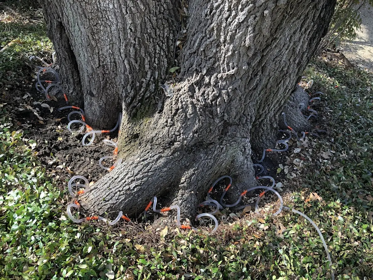 Detailed Tree Cabling and Bracing job site in Wildersville