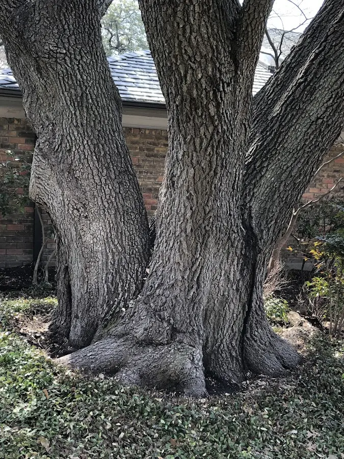 Mature heritage tree close to a Wildersville property cared for by certified arborists